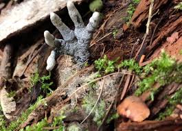 Attēlu rezultāti vaicājumam “Xylaria polymorpha”