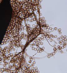 Attēlu rezultāti vaicājumam “Symphytocarpus flaccidus”