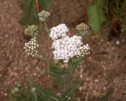 Attēlu rezultāti vaicājumam “Achillea millefolium bud”