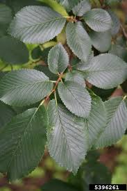 Attēlu rezultāti vaicājumam “Ulmus glabra leaf”
