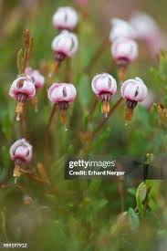 Attēlu rezultāti vaicājumam “Oxycoccus leaf”