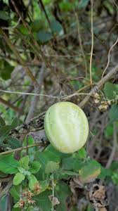 Attēlu rezultāti vaicājumam “Echinocystis lobata fruit”
