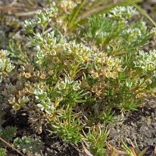 Attēlu rezultāti vaicājumam “Scleranthus perennis”