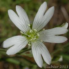 Attēlu rezultāti vaicājumam “Cerastium arvense flower”