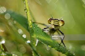 Attēlu rezultāti vaicājumam “Erythromma najas”