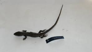 Attēlu rezultāti vaicājumam “Lacerta agilis”