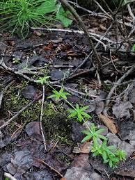 Attēlu rezultāti vaicājumam “Galium boreale leaf”