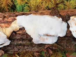 Attēlu rezultāti vaicājumam “Sidera lenis”