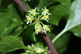 Attēlu rezultāti vaicājumam “Celastrus flagellaris”