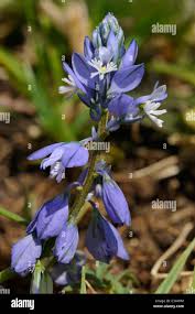 Attēlu rezultāti vaicājumam “Polygala vulgaris”