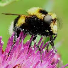 Attēlu rezultāti vaicājumam “Volucella bombylans”