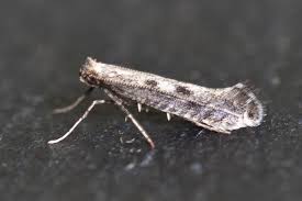 Attēlu rezultāti vaicājumam “Parornix anglicella”