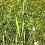 Attēlu rezultāti vaicājumam “Gladiolus imbricatus fruit”