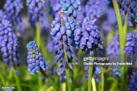 Attēlu rezultāti vaicājumam “Muscari botryoides”