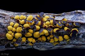 Attēlu rezultāti vaicājumam “Perichaena depressa spores”