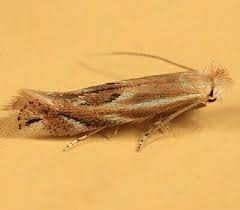 Attēlu rezultāti vaicājumam “Bucculatrix rhamniella”