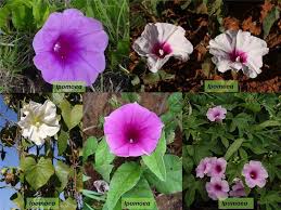 Attēlu rezultāti vaicājumam “Convolvulaceae”