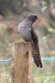 Attēlu rezultāti vaicājumam “Cuculus canorus juvenile”