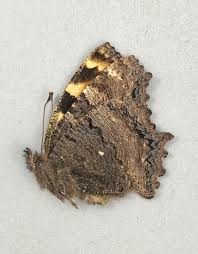 Attēlu rezultāti vaicājumam “Nymphalis polychloros”