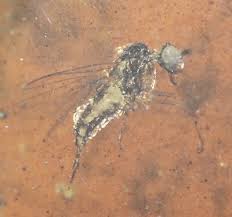 Attēlu rezultāti vaicājumam “Brachycera”