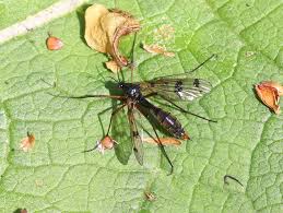 Attēlu rezultāti vaicājumam “Ptychoptera sp. female”