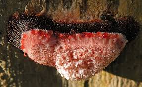 Attēlu rezultāti vaicājumam “Tubifera montana spores”