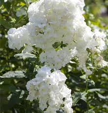 Image result for Phlox (großblumig)