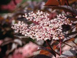 Attēlu rezultāti vaicājumam “Sambucus nigra flower”