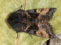 Attēlu rezultāti vaicājumam “Euplexia lucipara”