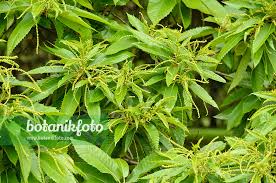 Attēlu rezultāti vaicājumam “Castanea sativa”