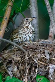 Attēlu rezultāti vaicājumam “Turdus philomelos”