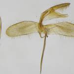 Attēlu rezultāti vaicājumam “Monopis weaverella”