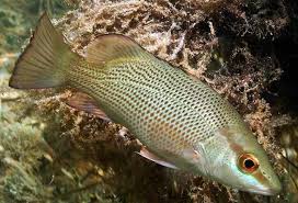 Image result for Lutjanus griseus