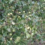 Attēlu rezultāti vaicājumam “Pyrus pyraster fruit”
