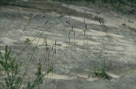 Attēlu rezultāti vaicājumam “Chara rudis”