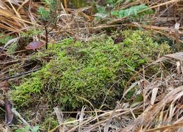 Attēlu rezultāti vaicājumam “Callicladium haldanianum”