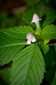 Attēlu rezultāti vaicājumam “Galeopsis speciosa leaf”