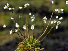 Attēlu rezultāti vaicājumam “Erophila verna flower”