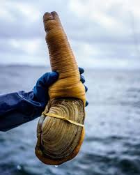 Image result for geoduck