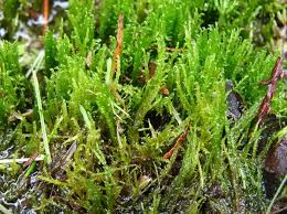 Attēlu rezultāti vaicājumam “Drepanocladus aduncus”