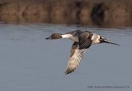 Attēlu rezultāti vaicājumam “Anas acuta”