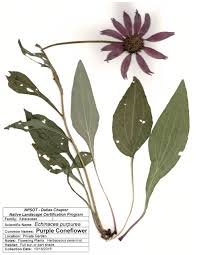 Attēlu rezultāti vaicājumam “Echinacea purpurea leaf”
