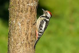 Attēlu rezultāti vaicājumam “Dendrocopos medius adult”