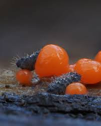 Attēlu rezultāti vaicājumam “Physarum murinum spores”
