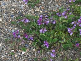 Attēlu rezultāti vaicājumam “Lathyrus japonicus subsp. maritimus flower”