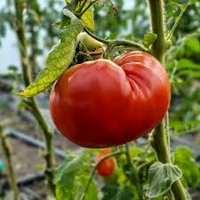 Afbeeldingsresultaat voor brandywine cherry tomato