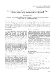 Attēlu rezultāti vaicājumam “Planaphrodes sp.”