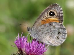 Attēlu rezultāti vaicājumam “Lasiommata petropolitana”