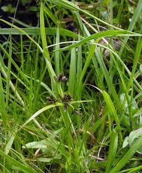 Attēlu rezultāti vaicājumam “Cyperus fuscus”