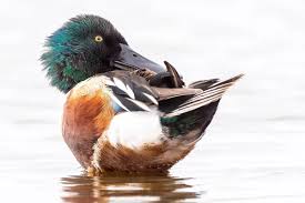 Attēlu rezultāti vaicājumam “Anas clypeata male”